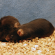 Image for article titled Promising New Therapy Extends Lifespans of Mice by 35 Percent